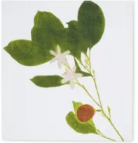 Tisane Herb Linen Napkins